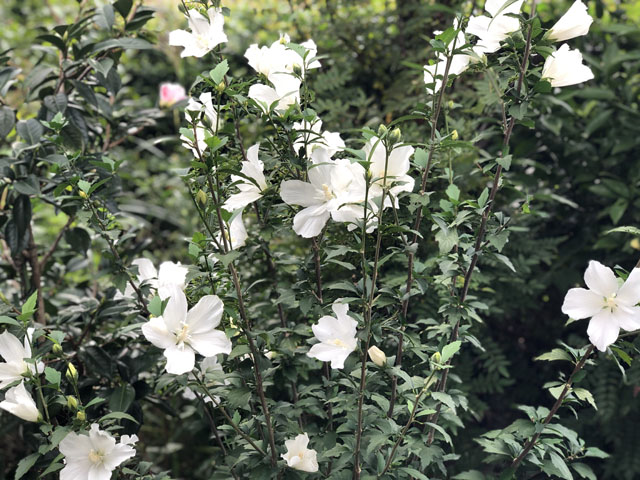 白木槿(祇園守り)