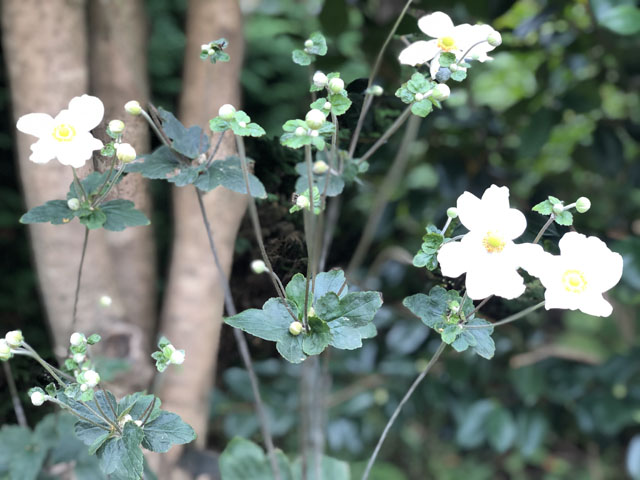 秋明菊(貴船菊)