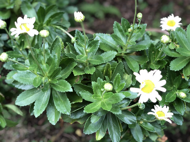 浜菊(吹上菊)